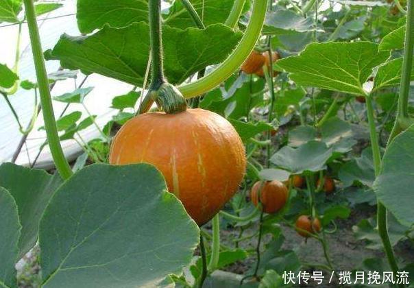 绿豆皮|南瓜加一宝,血糖降了,血压稳了,给身体一个大扫除,睡眠更好了