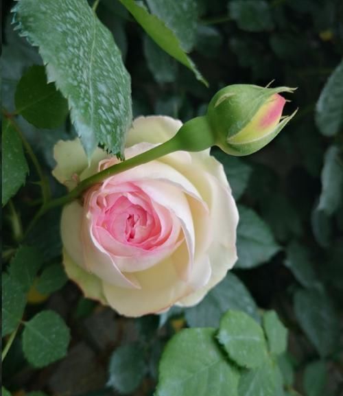 叶子|月季花发芽了却没叶子都怪土里这个物质太多