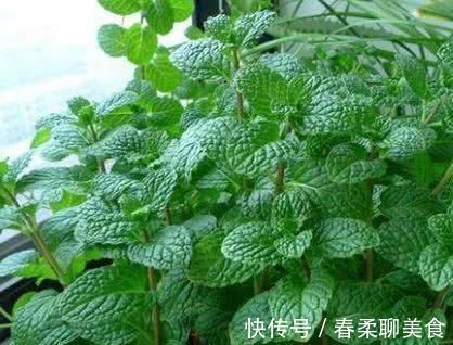 咽喉|咽炎反复太难受,用这几物泡水喝,清咽解毒,喉咙越来越舒服