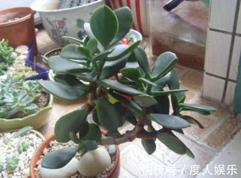 家中养“玉树”，花后“2个”技巧，长期开花，很美丽！