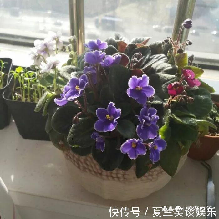 养护|6种特别怕热的花卉,度夏要多注意几点,夏天容易挂,养护要谨慎
