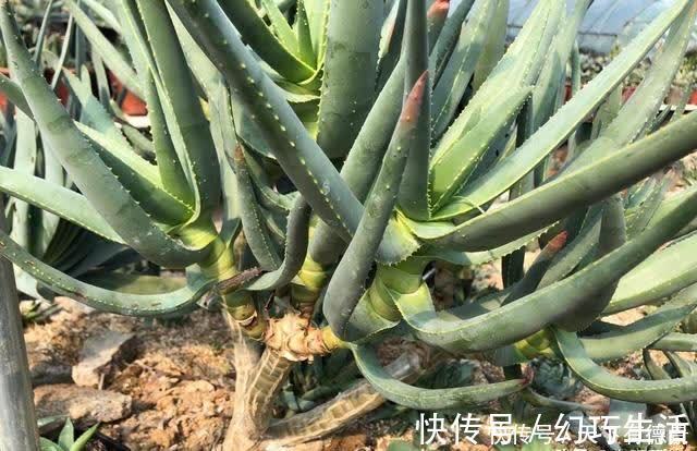 多枝|小小的芦荟，也能卖高价，很多人不相信，国外进口价格就是贵