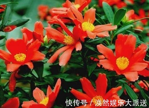 四季|此花被誉为“花中小强”，常年不落花，花开四季，比三角梅还好养