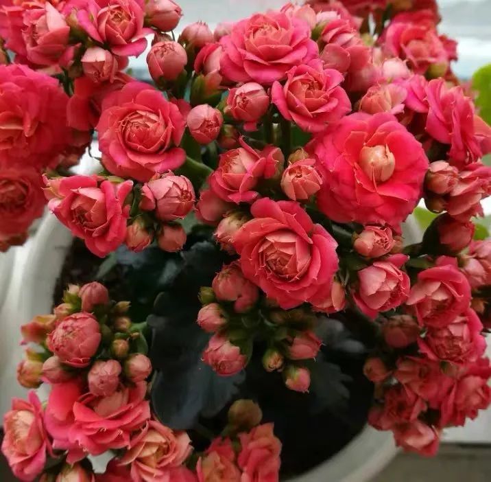 帕罗|45种长寿花，个个都是高颜值，家里养几盆，美得移不开眼
