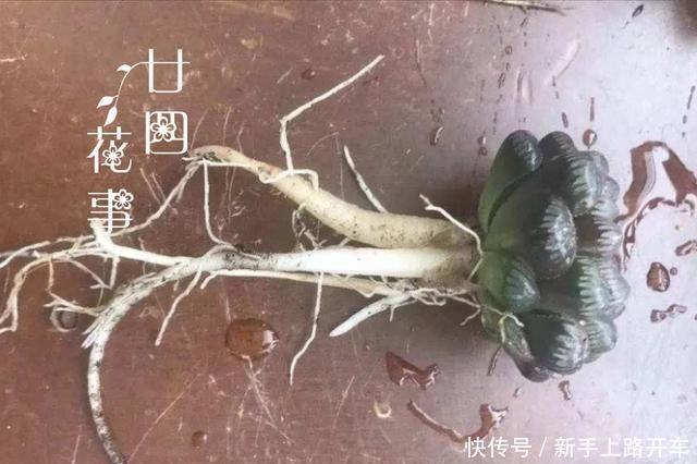 多肉有4种根型,上盆方法各不相同,现配图示意,望帮到新手肉友!