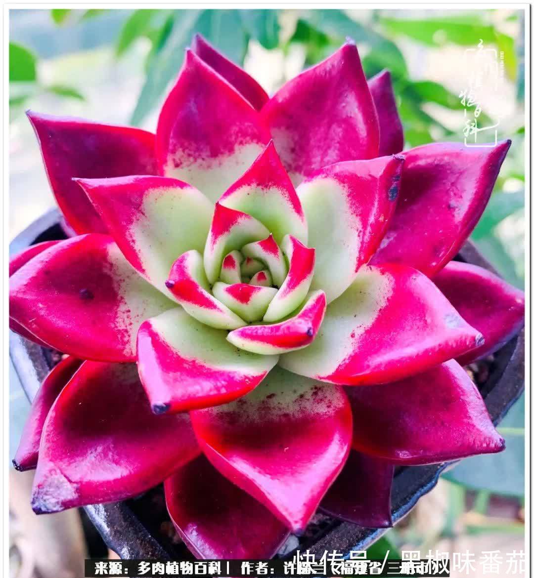 尖尖|养多肉两年,美丽与赏心悦目并存!