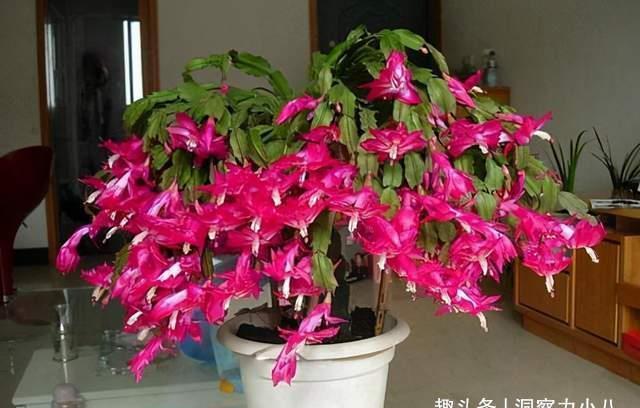 蟹爪兰有“三怕”,室内养护需避开,顺利春化,独苗开出层叠群兰