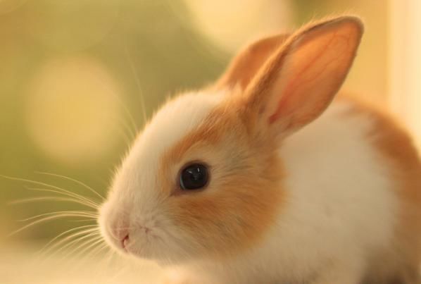 福气|生肖兔的人，名字里有什么“字”天生福大命大，无人可挡