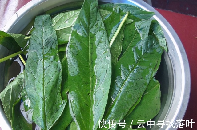 芝麻|芝麻叶你吃过吗不仅美味下饭，且还是个宝贝，受到大家的青睐！