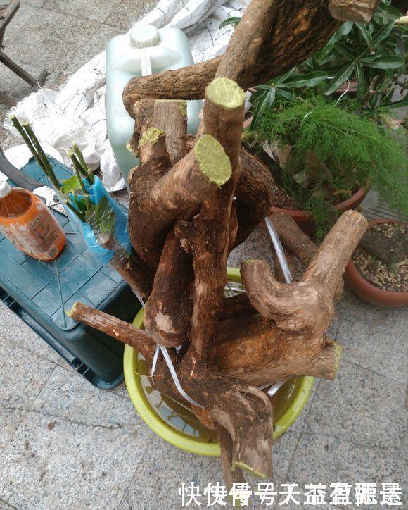 三角梅老根不要丢，4步做成根艺盆景，价值翻倍