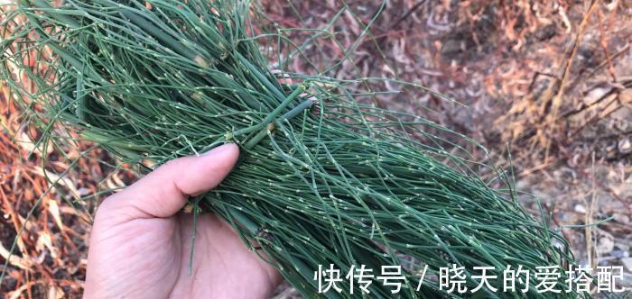 中草药@乡下一种节节草,农村娃不知是珍贵中草药,当作笔筒玩,如此可惜