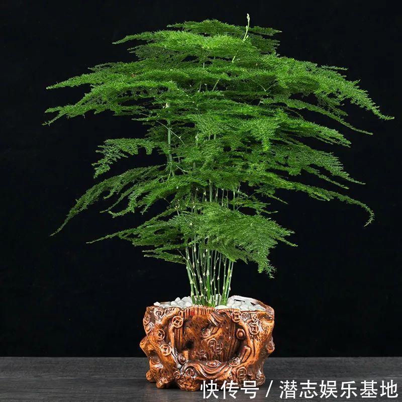 6种“漂亮花”，长了就狠剪，舍不得剪害处大，耽误一年开花量