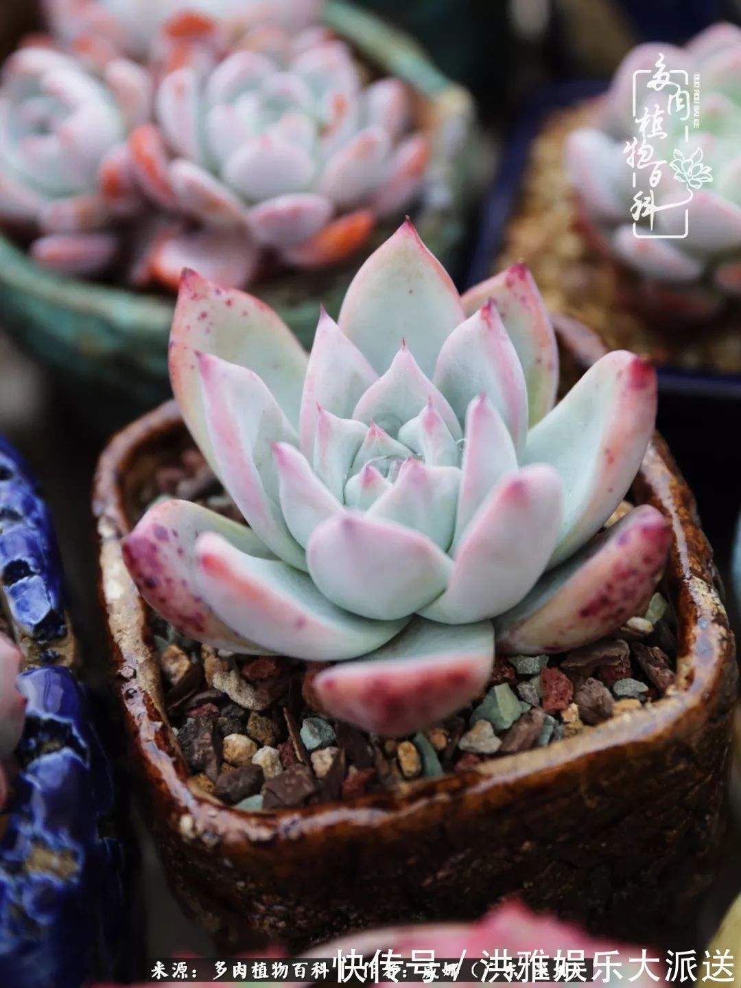 橙梦露|笼子里露养的多肉，越养越美！有多肉的日子伴着小确幸！