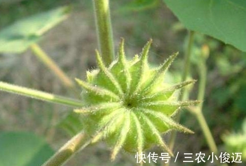 植株|农村茅厕边上的野草，可以用来治耳鸣，如今一斤10元成稀罕