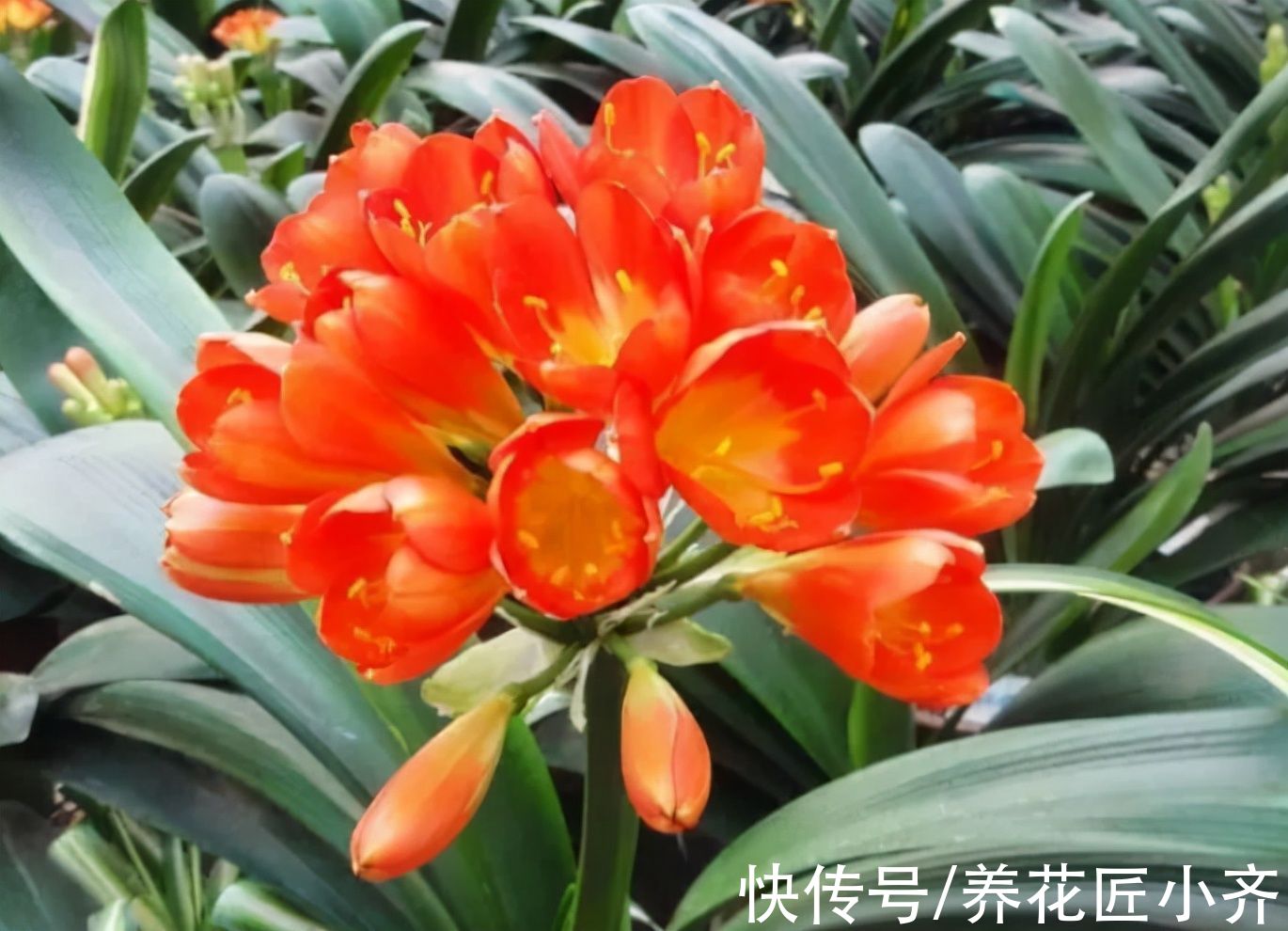 新手|君子兰烂根是什么原因？新手养兰要避免4点，根壮才能长势旺