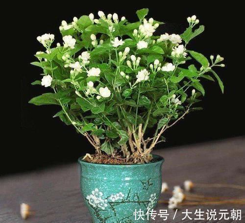 种植的茉莉花如何安全越冬,技巧很重要,韭兰什么时候分株好呢