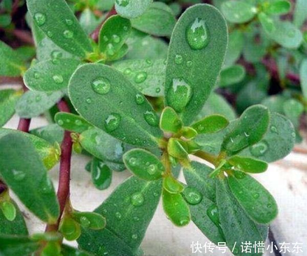 白发|马齿苋加一宝，白发变黑发，半个月后，身体出现惊喜的改变