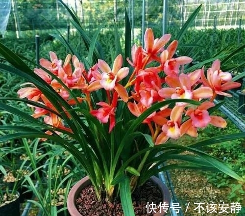 养兰花要学会巧用磷酸二氢钾,省事又好养,花朵鲜艳又多姿