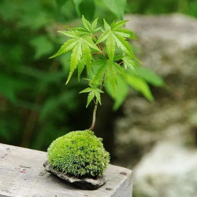 山野草，也高雅！