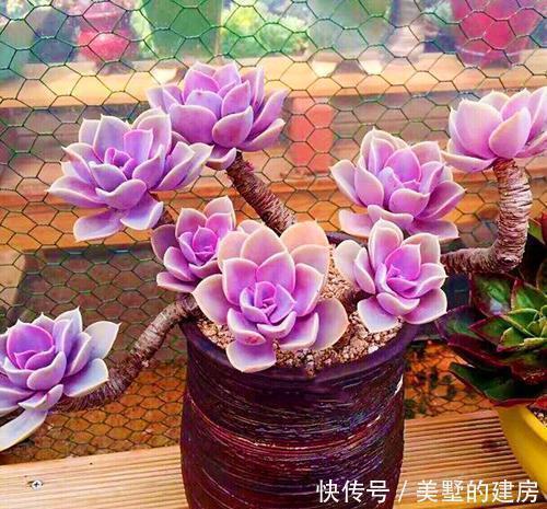 养多肉紫珍珠,教你3个小技巧,养成漂亮老桩,时间缩短2倍!
