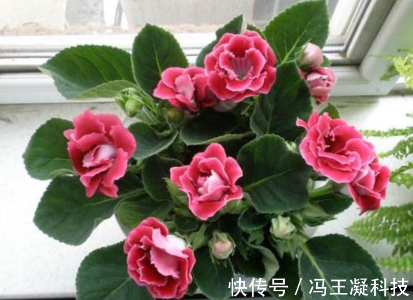 落雪泥|想要“大岩桐”开花不断，掌握“关键4点”就够了，比牡丹还漂亮