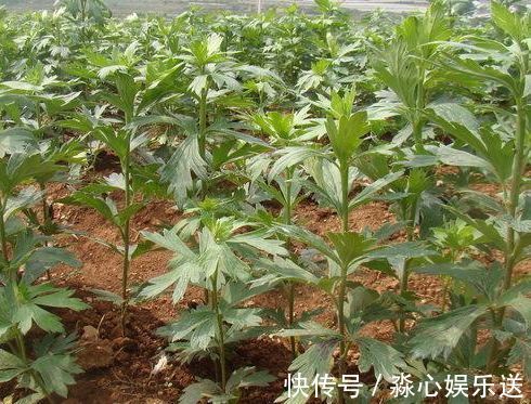 野草|农村长相似洋姜的野草,称“天下第一药”,男性福音,一斤45元