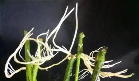  扦插繁殖|聪明人养花，剪1根枝条，2周冒大白根，1盆变10盆，赚了