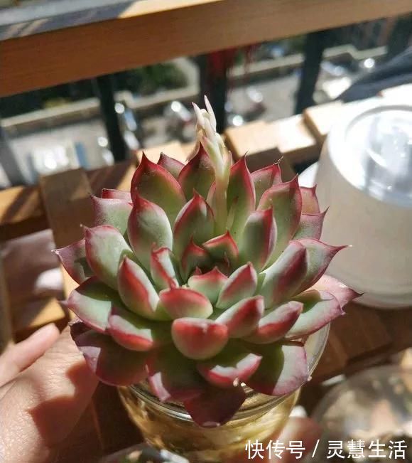 这3种花养不好,赶紧扔水里,越长越来劲