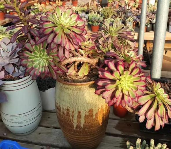 养花高手想要练成大神,处理这6件事就得游刃有余