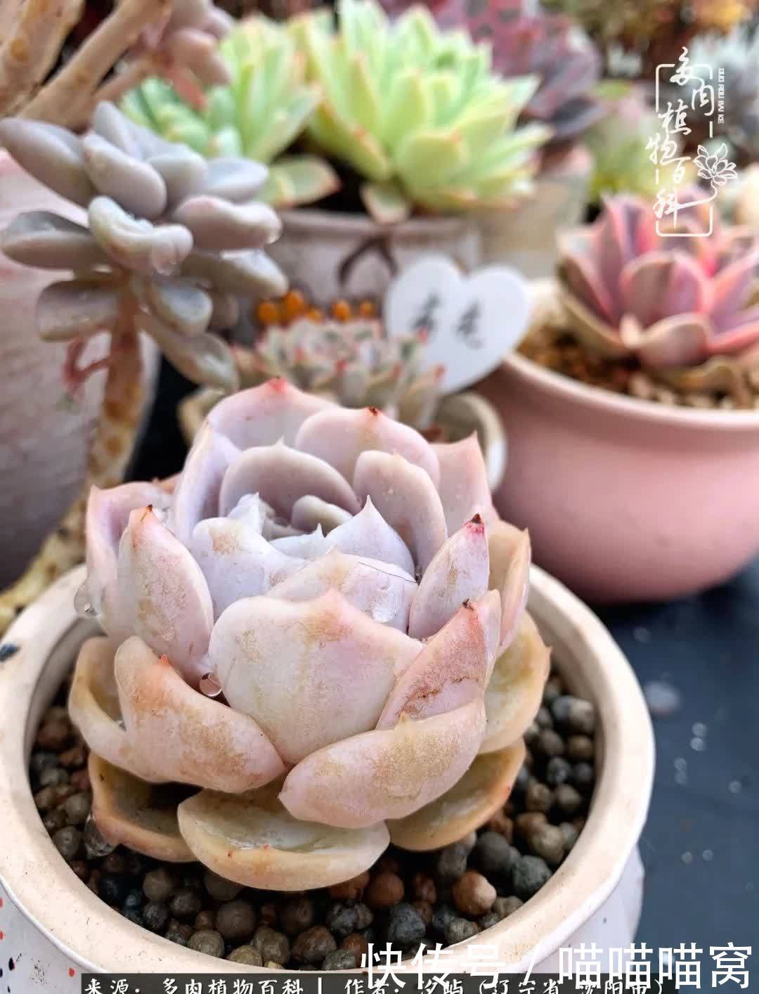 美杜莎|偶然相遇多肉,却成为心中挚爱!