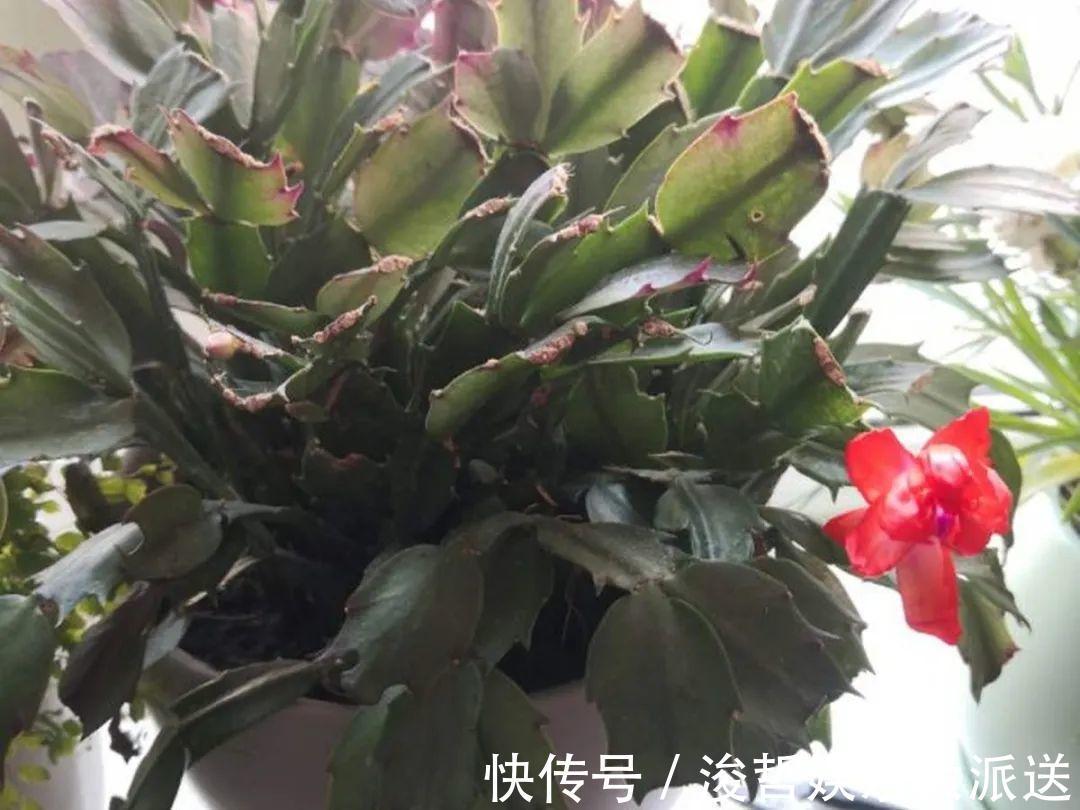 休眠期|家里有这7种花,少浇水、不能晒,天热要休眠!