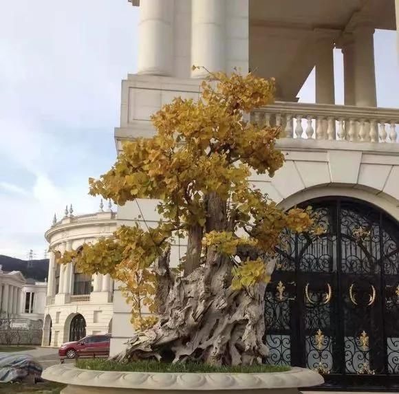 这4种“盆景树”，不仅观赏性高，寿命还特别长，越养越值钱