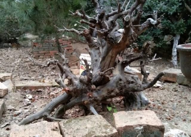 山坡下,有2种野生的“盆景树”,茎干弯曲、奇特,比卷柏珍贵