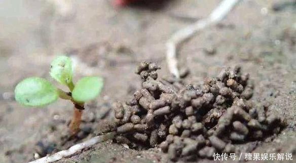 君子兰,两种“零食”喂下去,叶肥花多,爆满盆