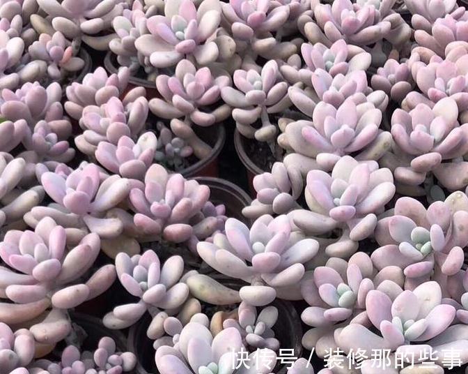 粉蚧虫，肉友最痛恨的虫子，多肉防虫要无时无刻