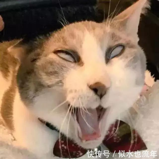 新年 什么口红显白显气质特别适合新年使用？超显温柔的新年口红测评
