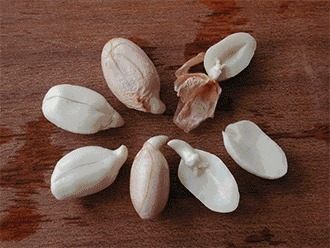 4种食物发芽后，营养更丰富，别再扔掉浪费了！
