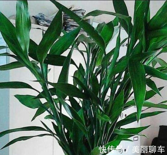 一毛钱的小东西,碾碎了浇花长势壮,扦插生根快,开花一倍