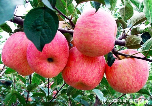 苹果百利但有一害，危害极大，还很多人还不清楚，早知早受益