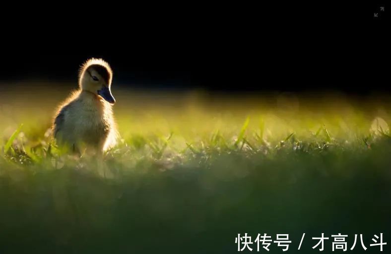 |5个幽默故事,5个启示!(看完惊醒)