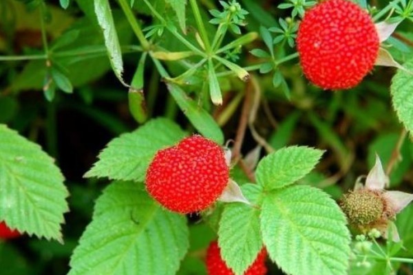 农村|农村的“野草莓”,老人说被蛇爬过不能吃,殊不知价值好珍贵