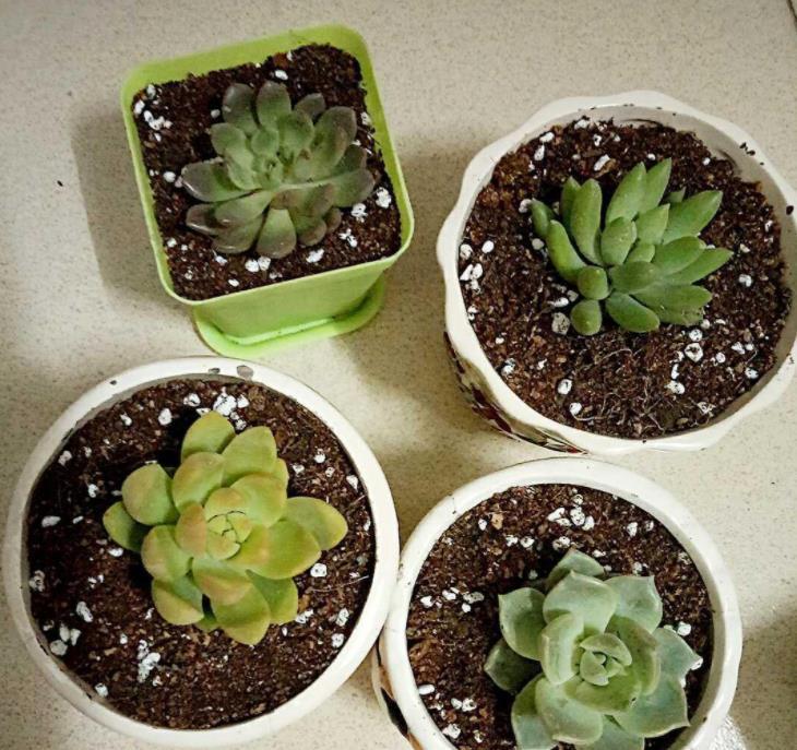 花根|又脏又讨人嫌的它，催花效果比磷酸二氢钾好