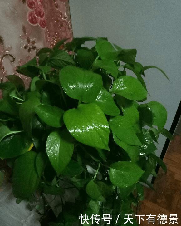 绿萝放在室内就能活,错,这些地方空着也不能放