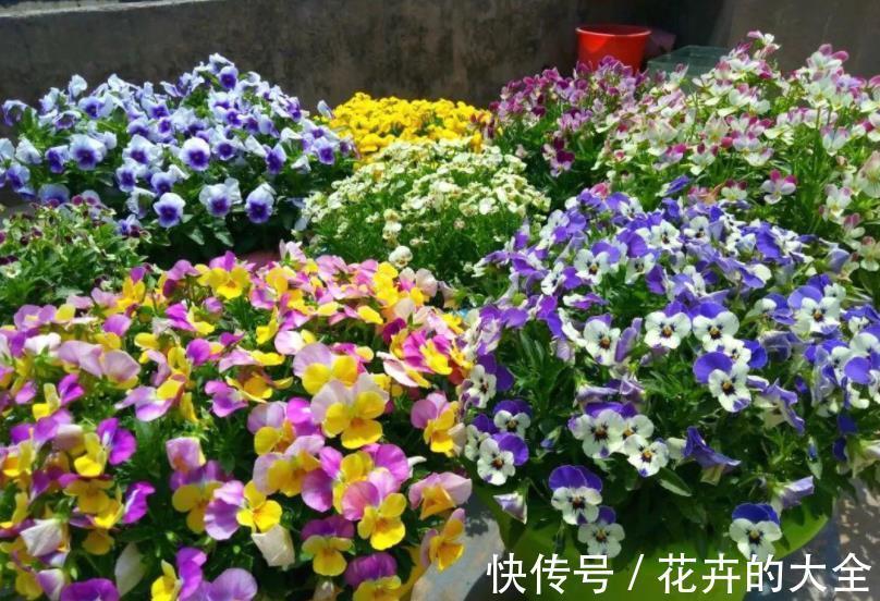 花卉|新手去花市买花,3种花再喜欢也要避开,养不好浪费钱白费力