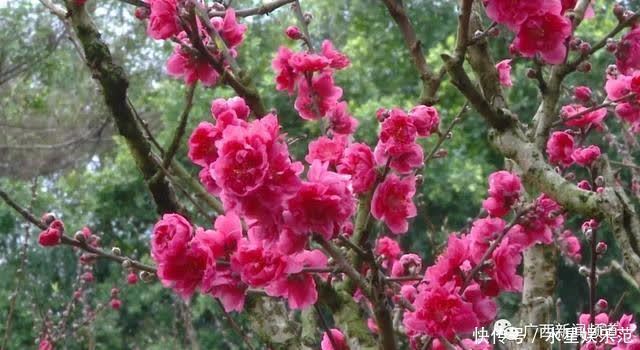 老年|大年初一行大运,南宁路上“红通通”,你参与了吗?