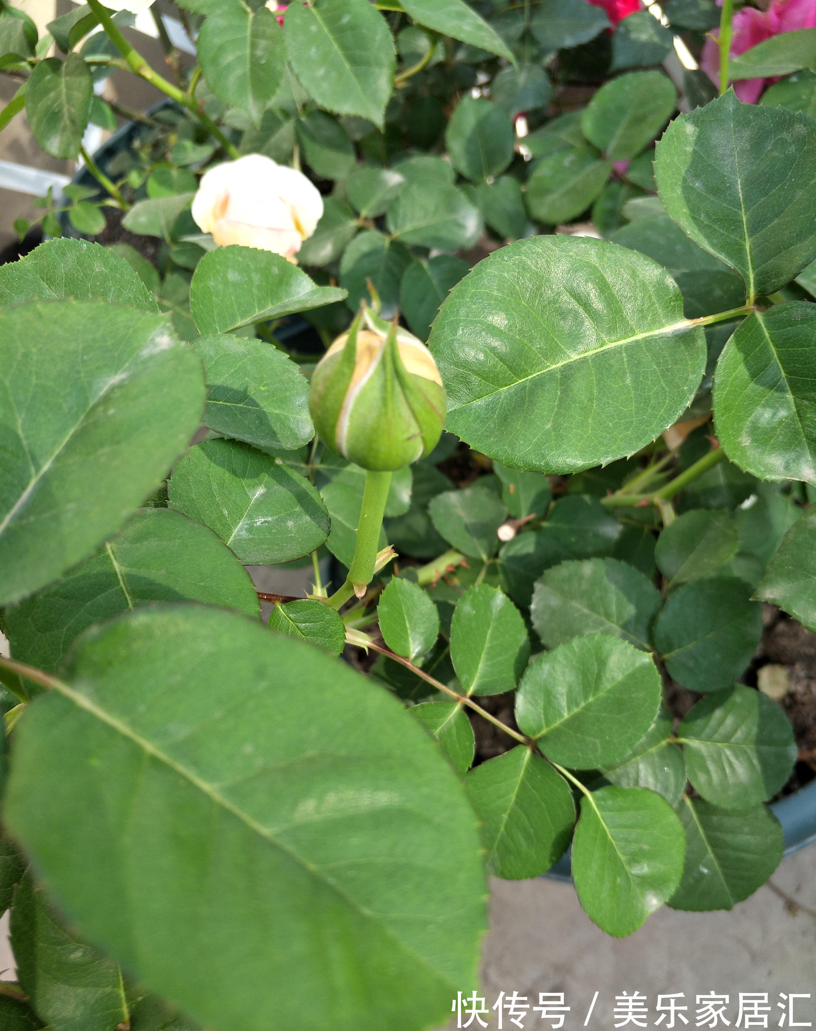 月季夏花又小又丑,三个原因,两个可以改善,一个无法改善