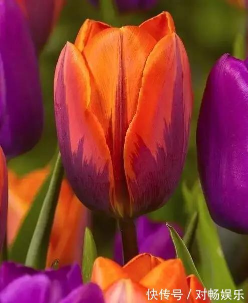 世界上最贵的花，一盆就是一座房子！看过的贵气满满