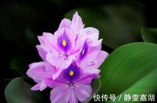 别听此几种花名土气，开花以后大开眼见，花量大到溢出盆外