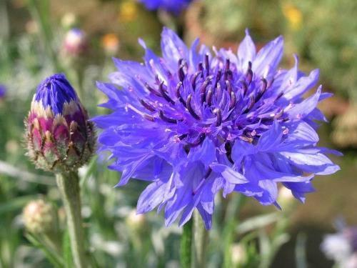 此花是象征了幸福的花,经过时间的变化,它也变得越来越美丽