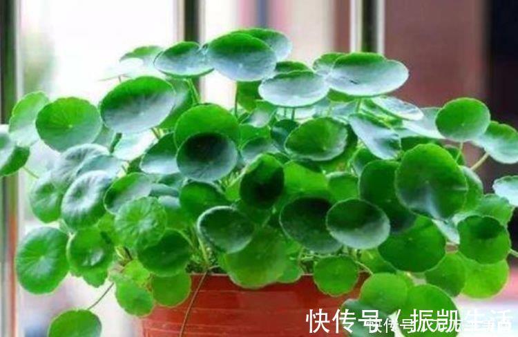 叶片|家养4种花，个个都是财神爷，几个月不浇水，照样长得旺